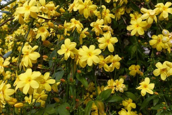 1000610031.jpg Jasminum mesnyi / Primrose Jasmine
