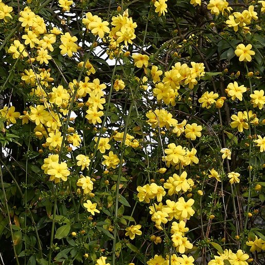 1000610032.jpg Jasminum mesnyi / Primrose Jasmine