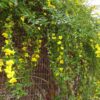 1000610036.jpg Jasminum mesnyi / Primrose Jasmine