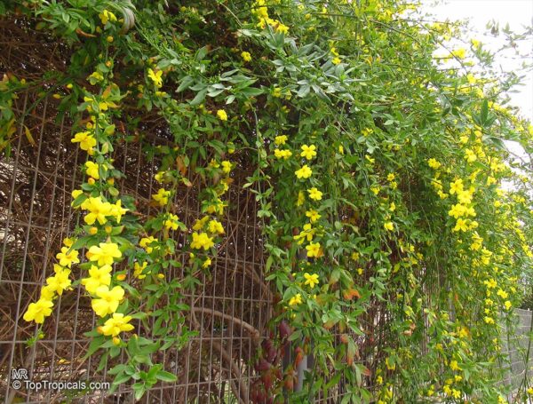 1000610036.jpg Jasminum mesnyi / Primrose Jasmine