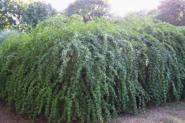 1000610037.jpg Jasminum mesnyi / Primrose Jasmine