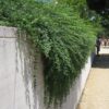 1000610038.jpg Jasminum mesnyi / Primrose Jasmine