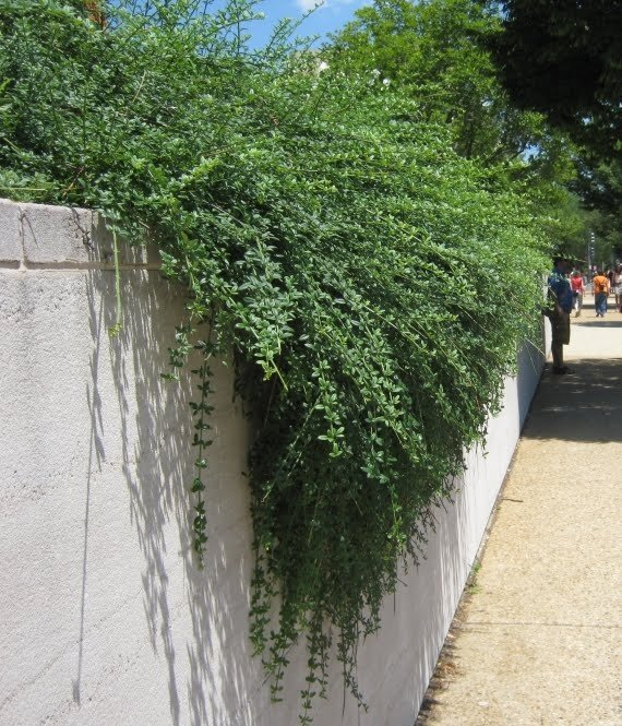 1000610038.jpg Jasminum mesnyi / Primrose Jasmine