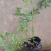 1000610082-scaled.jpg Jasminum mesnyi / Primrose Jasmine