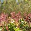 Crassula Multicava