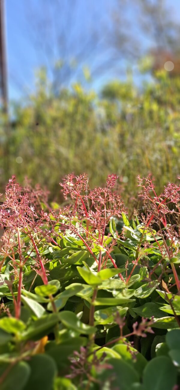 Crassula Multicava