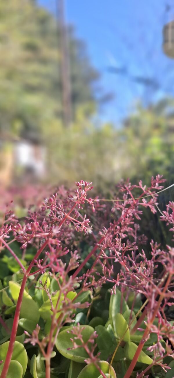 Crassula Multicava