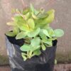 Crassula Multicava