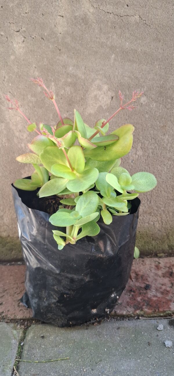 Crassula Multicava