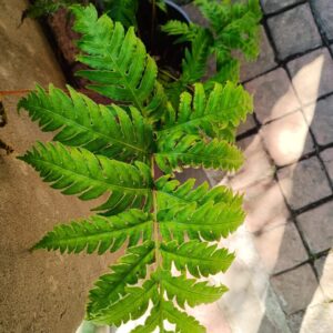 1000613533.jpg Tectaria Paradoxa Fern 17cm