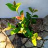 1000613569.jpg Sweet Viburnum 10L