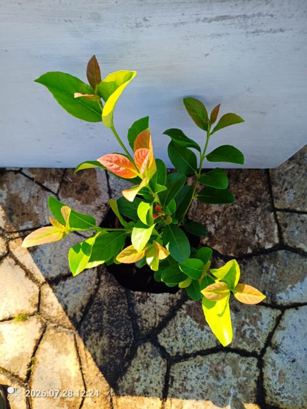 1000613569.jpg Sweet Viburnum 10L