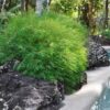 1000614306.jpg POGONATHERUM PANICEUM Panda Grass
