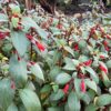 Kohleria eriantha (Wooly Kohleria)