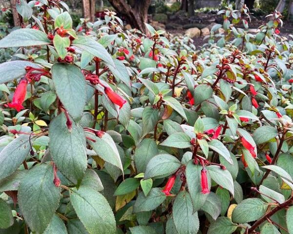 Kohleria eriantha (Wooly Kohleria)