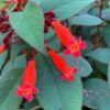 Kohleria eriantha (Wooly Kohleria)
