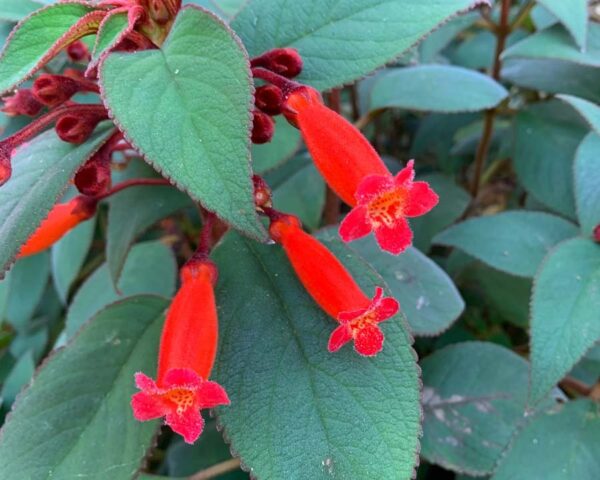 Kohleria eriantha (Wooly Kohleria)