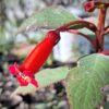 Kohleria eriantha (Wooly Kohleria)