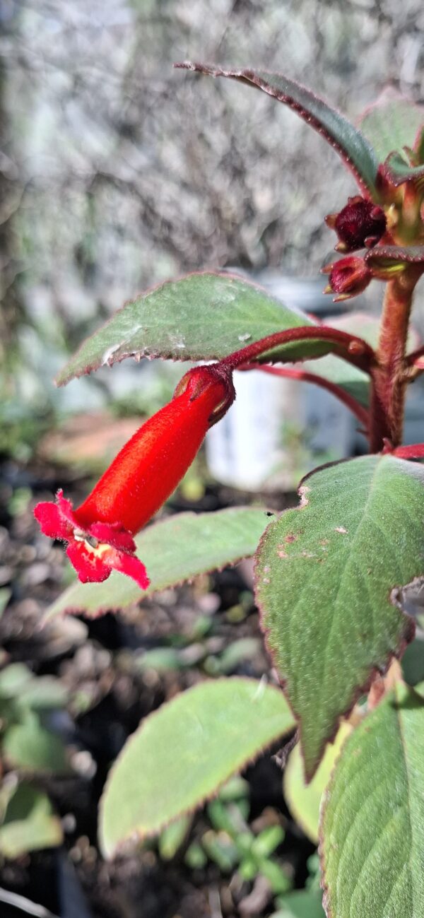 Kohleria eriantha (Wooly Kohleria)
