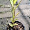 1000621757-scaled.jpg Epidendrum Orchid Red (Poor Man/Reed Orchid)15cm