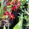 1000621789-scaled.jpg Epidendrum Orchid Red (Poor Man/Reed Orchid)15cm