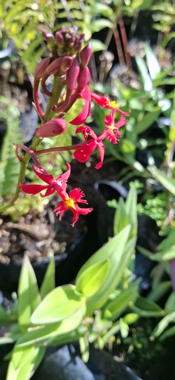 1000621789-scaled.jpg Epidendrum Orchid Red (Poor Man/Reed Orchid)15cm