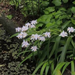 1000638601.jpg Iris Confusa