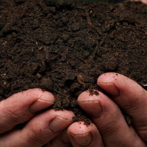 Premium Garden Compost – Delivered in Somerset West & Stellenbosch