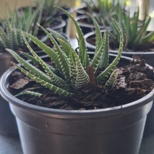 1000647286-scaled.jpg Zebra Haworthia