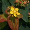 Hypericum "St John's Wort"