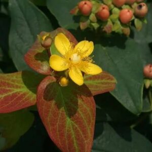 1000654161.jpg Hypericum "St John's Wort"