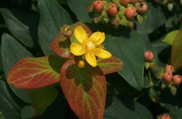Hypericum "St John's Wort"