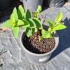 Hypericum "St John's Wort"