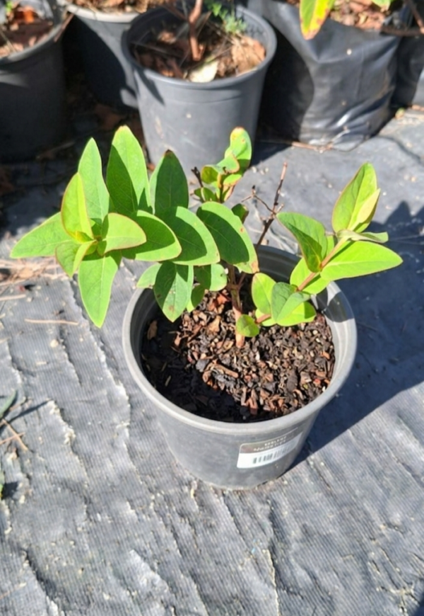 Hypericum "St John's Wort"