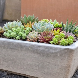 1000655202.png Studio Rectangle Bonsai/Succulent pot