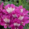 Alstroemeria "Summer Chic" 4,5L