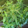 Alstroemeria "Summer Chic" 4,5L