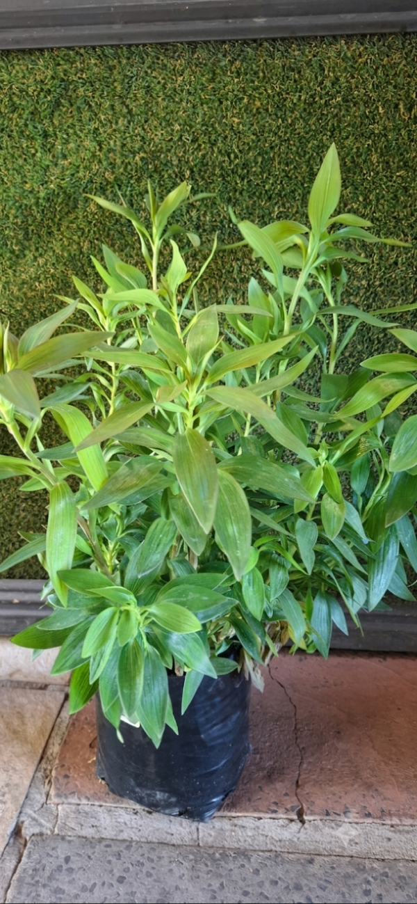 Alstroemeria "Summer Chic" 4,5L