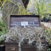 1000675107-scaled.jpg Tillandsia bergeri Airplant