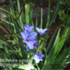 30726.png Aristea (Blue Stars)