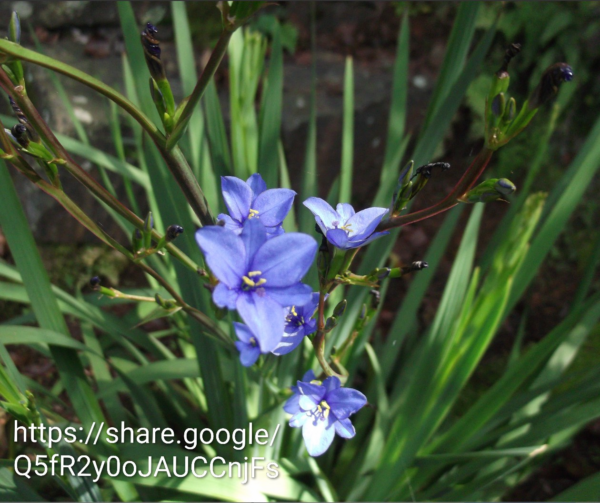 30726.png Aristea (Blue Stars)