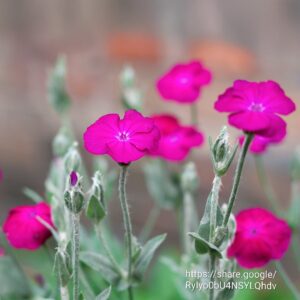 30839.jpg Rose Campion (Silene coronaria)