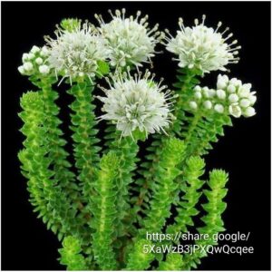 Agathosma apiculata 'Garlic Buchu