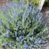 Salvia Chamaedryoides