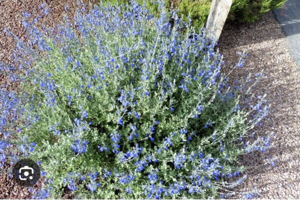 Salvia Chamaedryoides