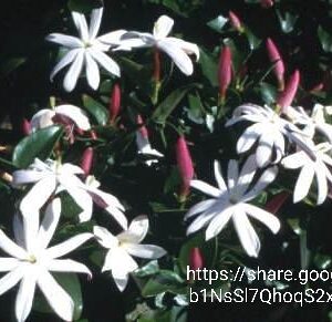 Jasminum multipartum 10l (Boere-jasmyn)