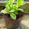 70017-scaled.jpg Weigelia florida Variegated 5lt