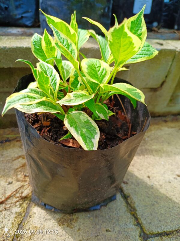 70017-scaled.jpg Weigelia florida Variegated 5lt