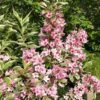70023.jpg Weigelia florida Variegated 5lt