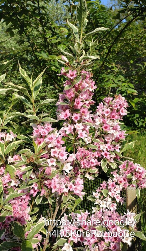 70023.jpg Weigelia florida Variegated 5lt